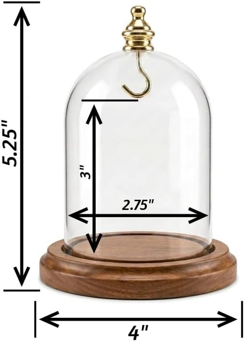 3″X4″ Pocket Watch Glass Display Dome Cloche Real Walnut Wood Base & Gold Brass
