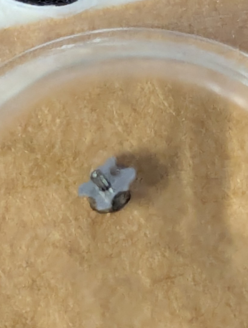 NOS ESA ETA Quartz Watch Cal. 951.101 Rotor Part# 20.580 / 4211