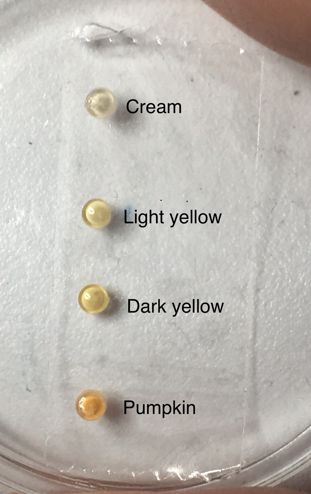 Rolex 5513 / 5512 / 1680 Pearl/Pip (no lume)
