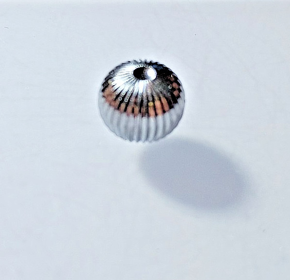 AS 736 watch CROWN silver onion 10.5mm fits Heuer 900 901 902 918 928 929 1564