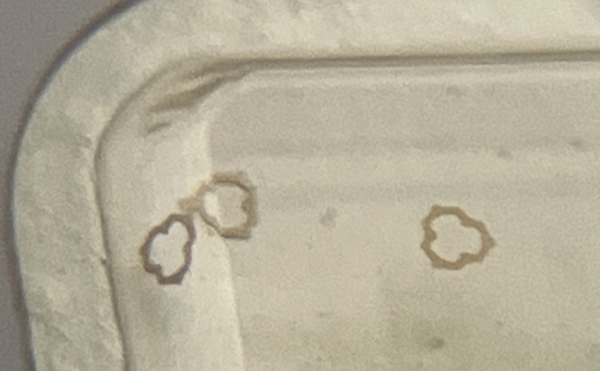 Bulova Watch Movement Part 111F – 112F Upper & Lower Shock Spring cal 6 OA 3 pcs