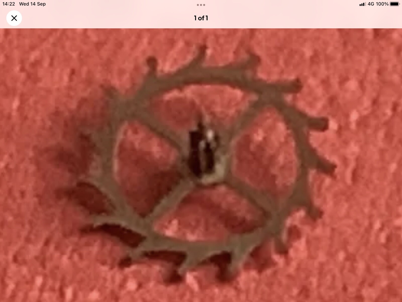 SOVIET WATCH PARTS. LUCH 2209 ESCAPE WHEEL