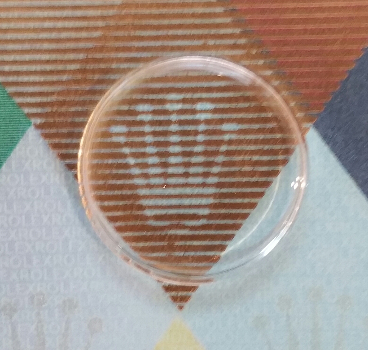 NEW ROLEX OYSTER PRECISION REF 6022 PLEXI, ACRYLIC WATCH CRYSTAL NO DATE