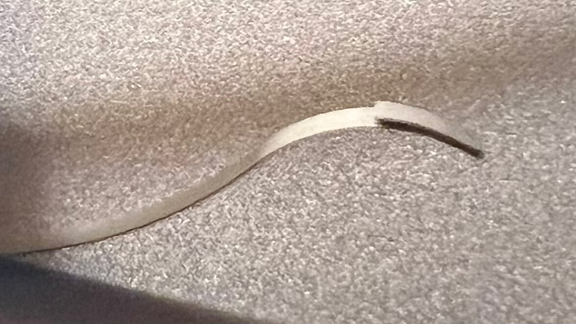 MAINSPRING Hamilton Watch Co. Ladies GRADE 750 – STRONG, NOS, Made in USA